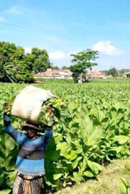 Dari Tanam hingga Panen, DKPP Sumenep Kawal Budidaya Tembakau untuk Tingkatkan Hasil Petani