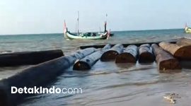 Sebatang kayu berukuran cukup besar ditemukan terdampar di pesisir Pantai Bicabbi, Kecamatan Dungkek, Kabupaten Sumenep, Madura, Jawa Timur (Detakindo.com).